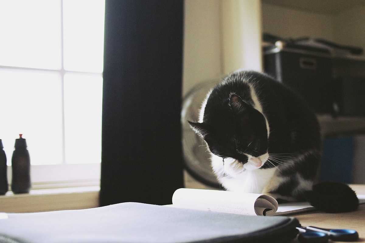 Pet-Friendly Interior Design That Keeps Your Home Looking Great